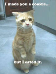 funny_cat_pictures_044.jpg