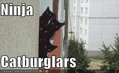 funny-pictures-black-cats-ninja-burglers.jpg