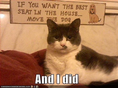 funny-pictures-cat-dog-move-sign.jpg