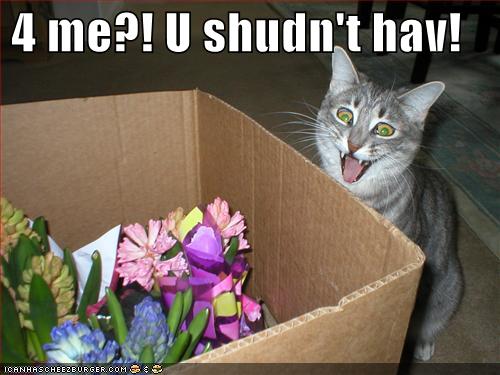 funny-pictures-cat-happy-flowers-gift.jpg