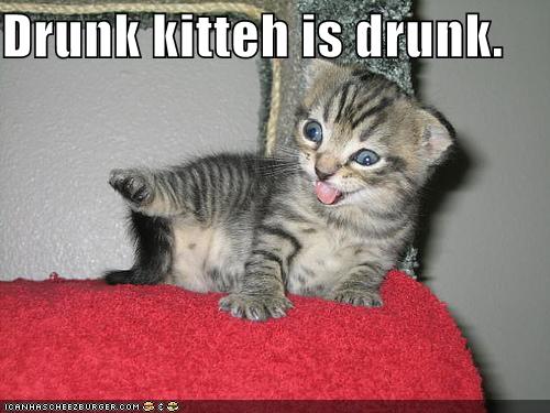 funny-pictures-drunk-kitten.jpg