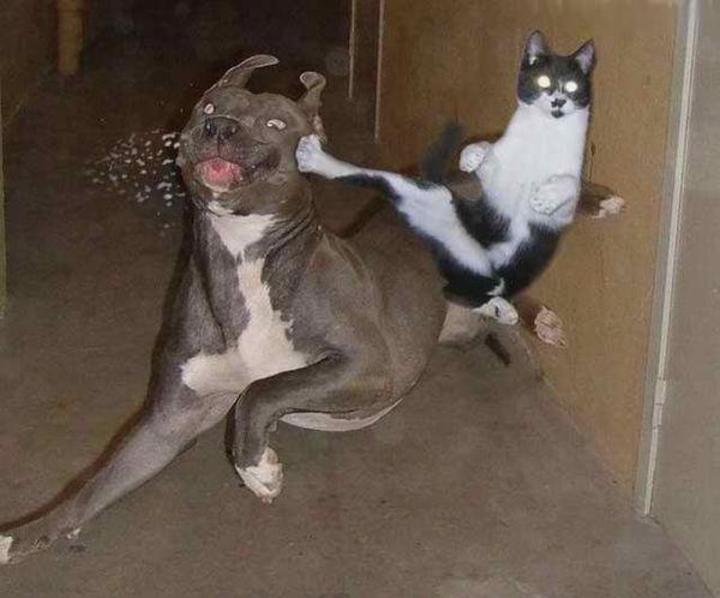funny-pictures-of-cats-dot-info-345.jpg