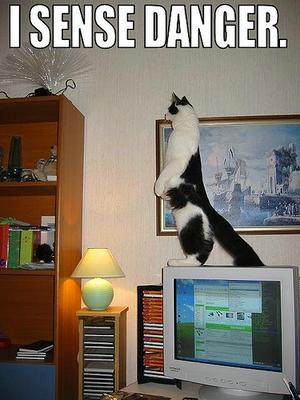 funny_cat_pictures_019.jpg