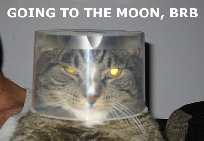funny_cat_pictures_040.jpg