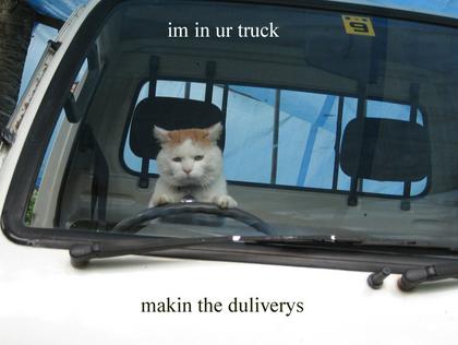 funny_cat_pictures_046.jpg