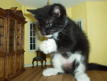 funny_cat_pictures_049.jpg