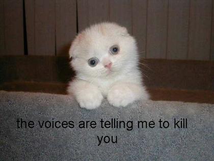 funny_cat_pictures_065.jpg
