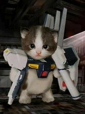 funny_cat_pictures_069.jpg