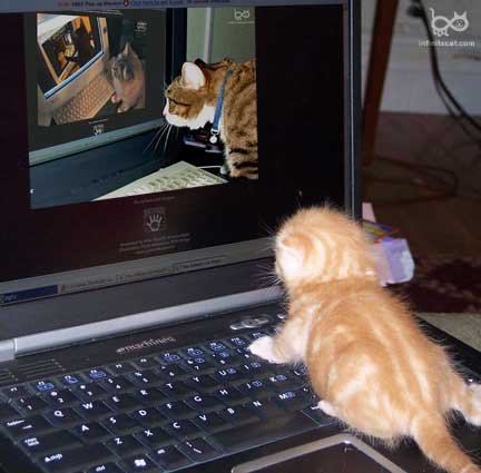 funny_cat_pictures_070.jpg