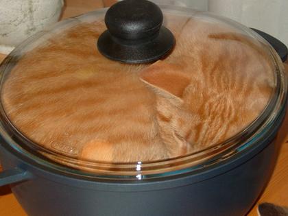 funny_cat_pictures_086.jpg
